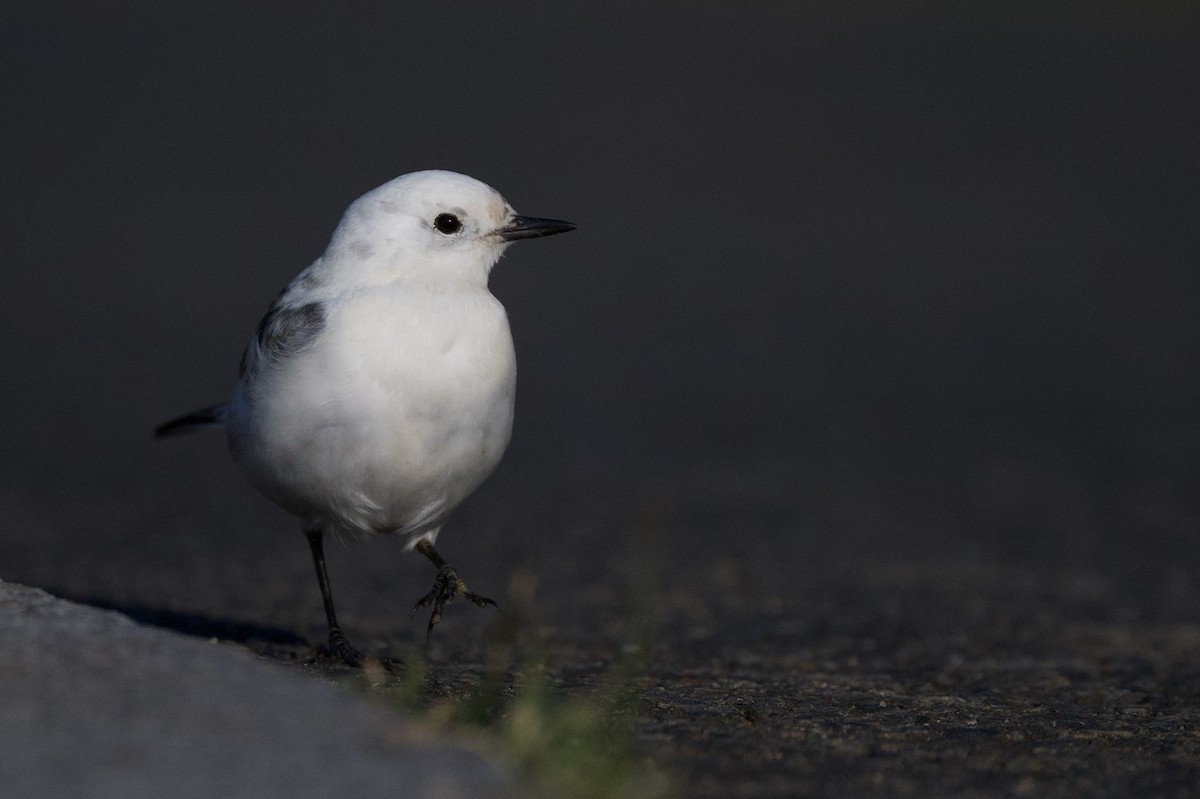 konipas bílý - ML646441273