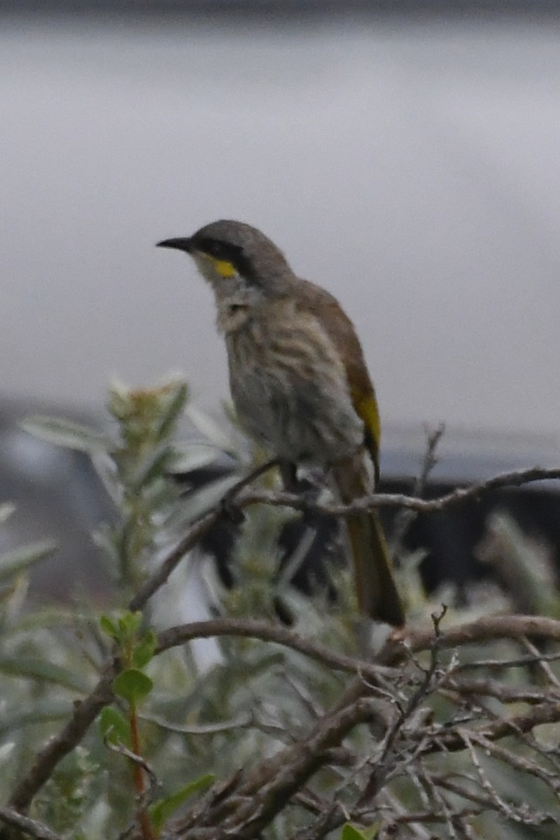 Singing Honeyeater - ML646441275