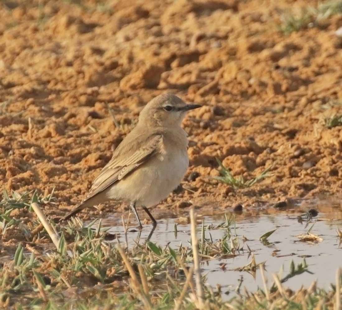 Isabelline Wheatear - ML646441276