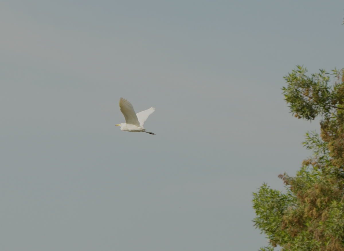 Great/Medium Egret - ML646441277