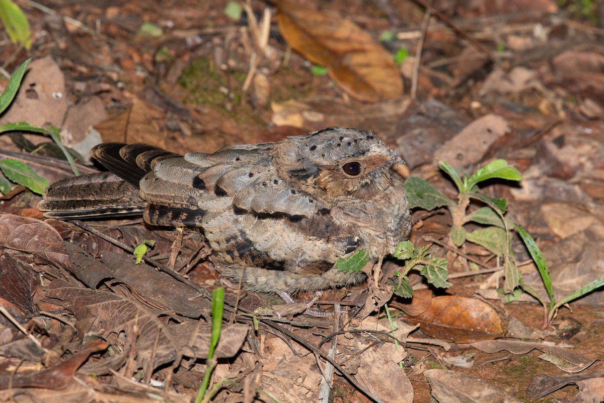 pauraquenattravn - ML646441279