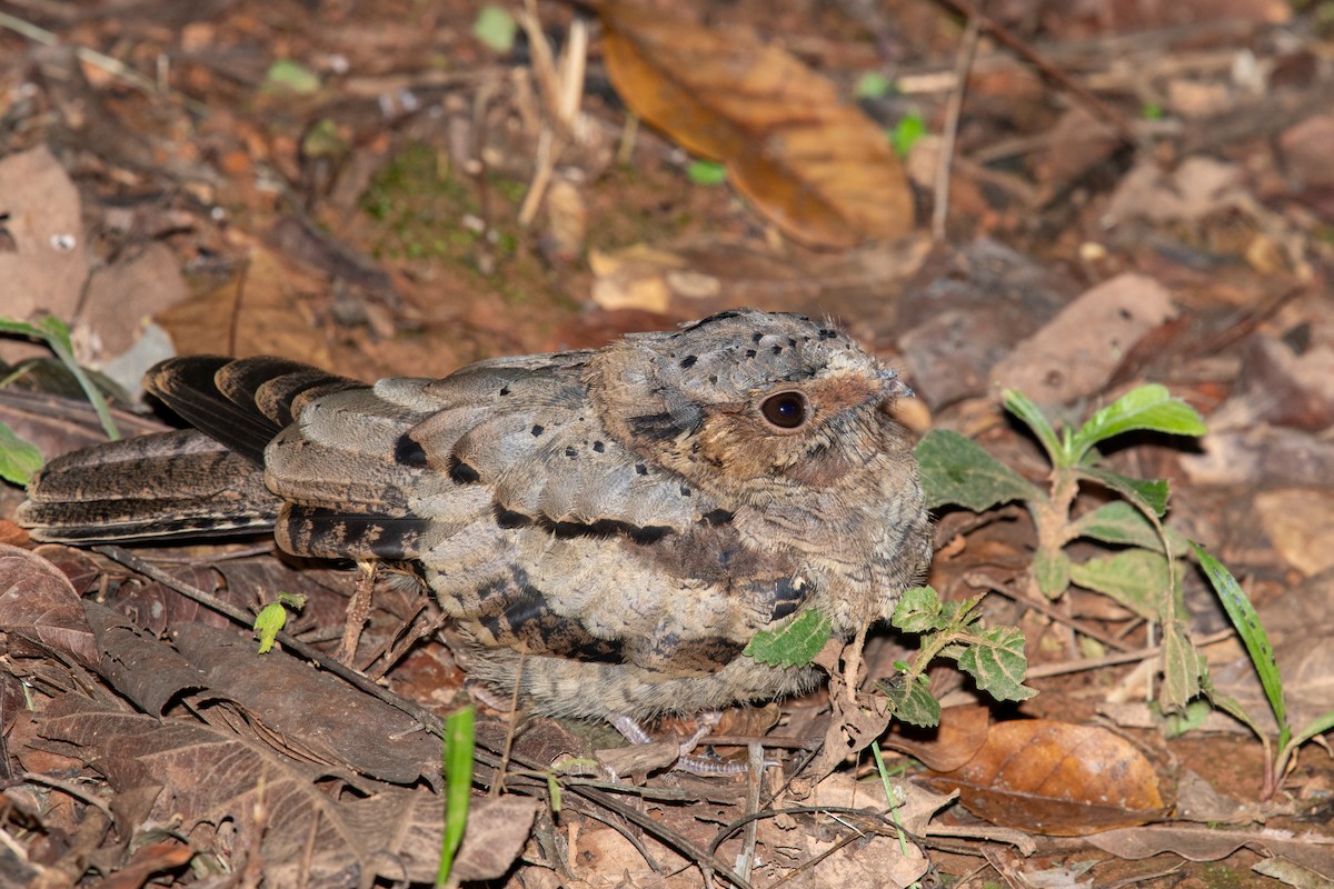 pauraquenattravn - ML646441280