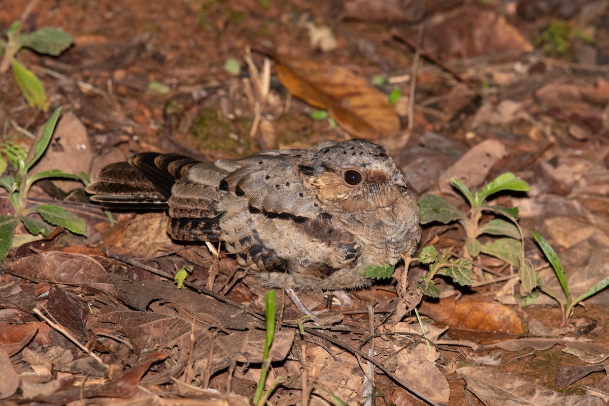 pauraquenattravn - ML646441281