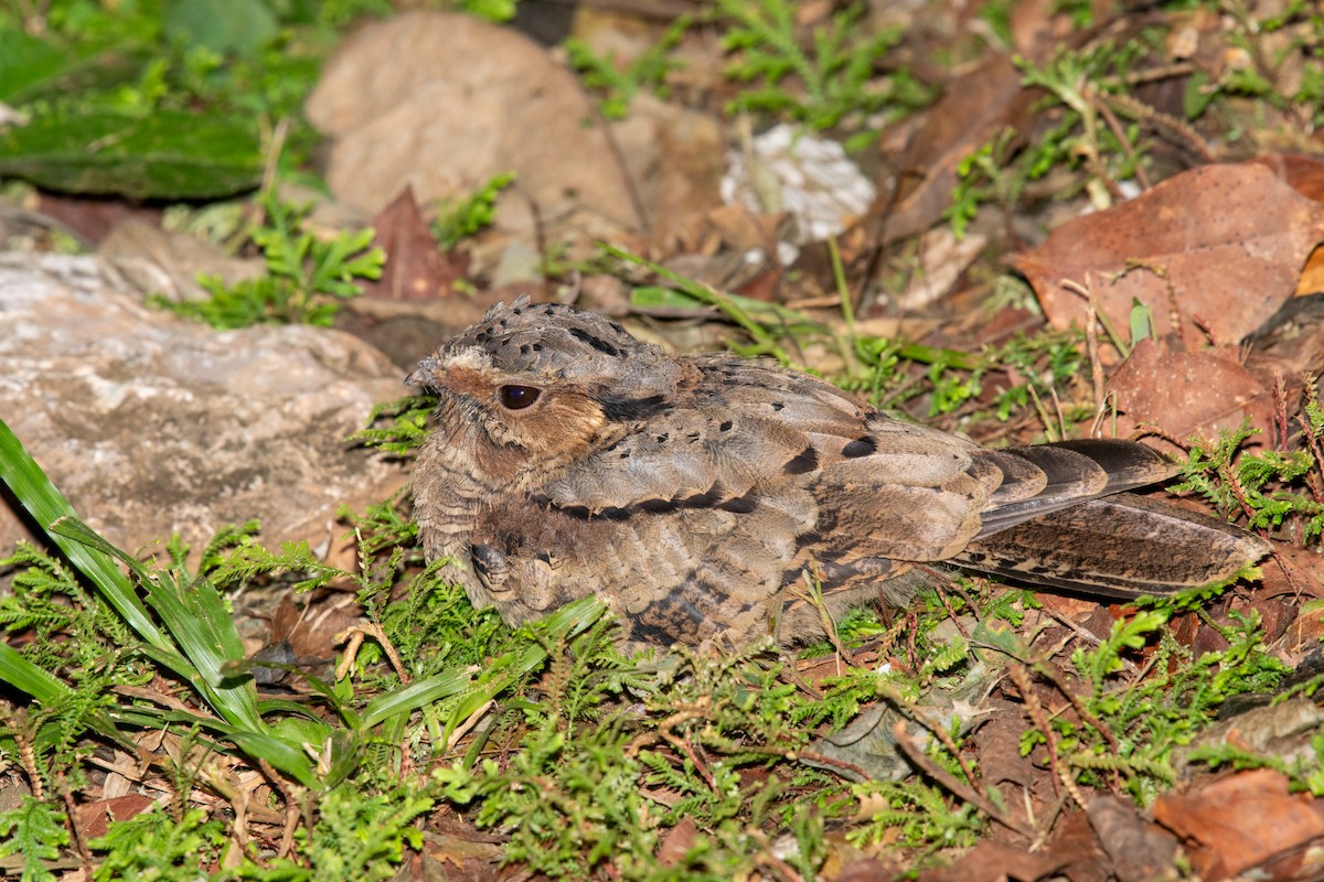 Common Pauraque - ML646441282