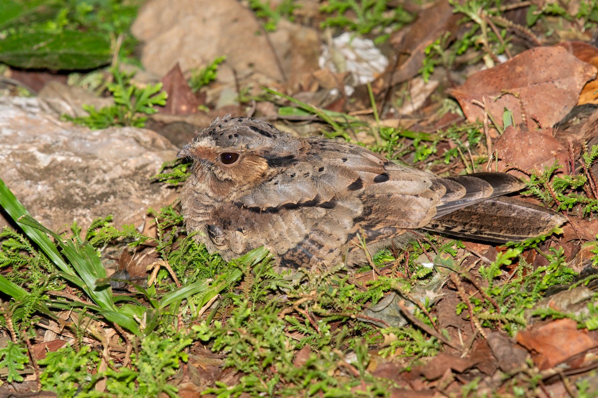 pauraquenattravn - ML646441283