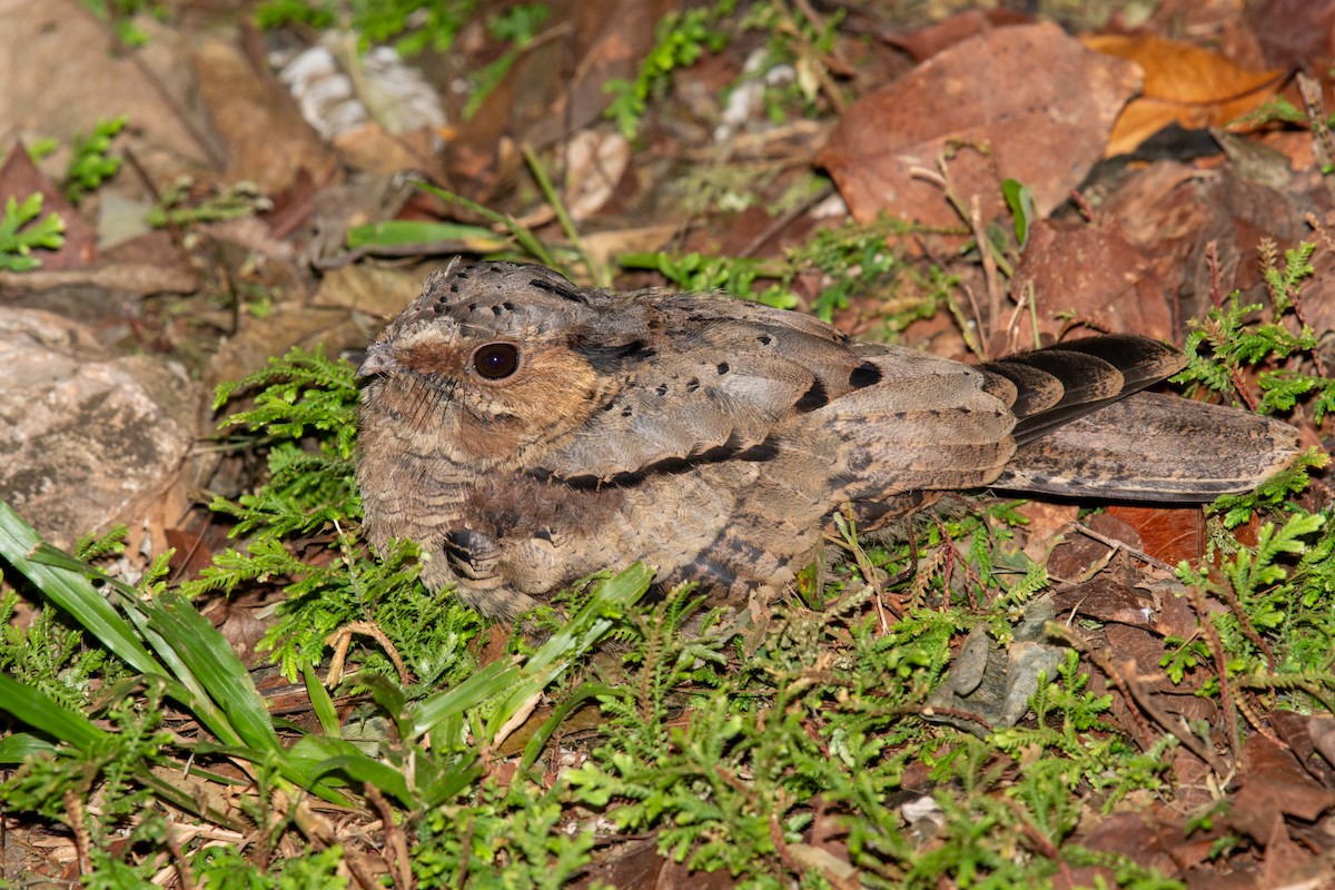 Common Pauraque - ML646441284