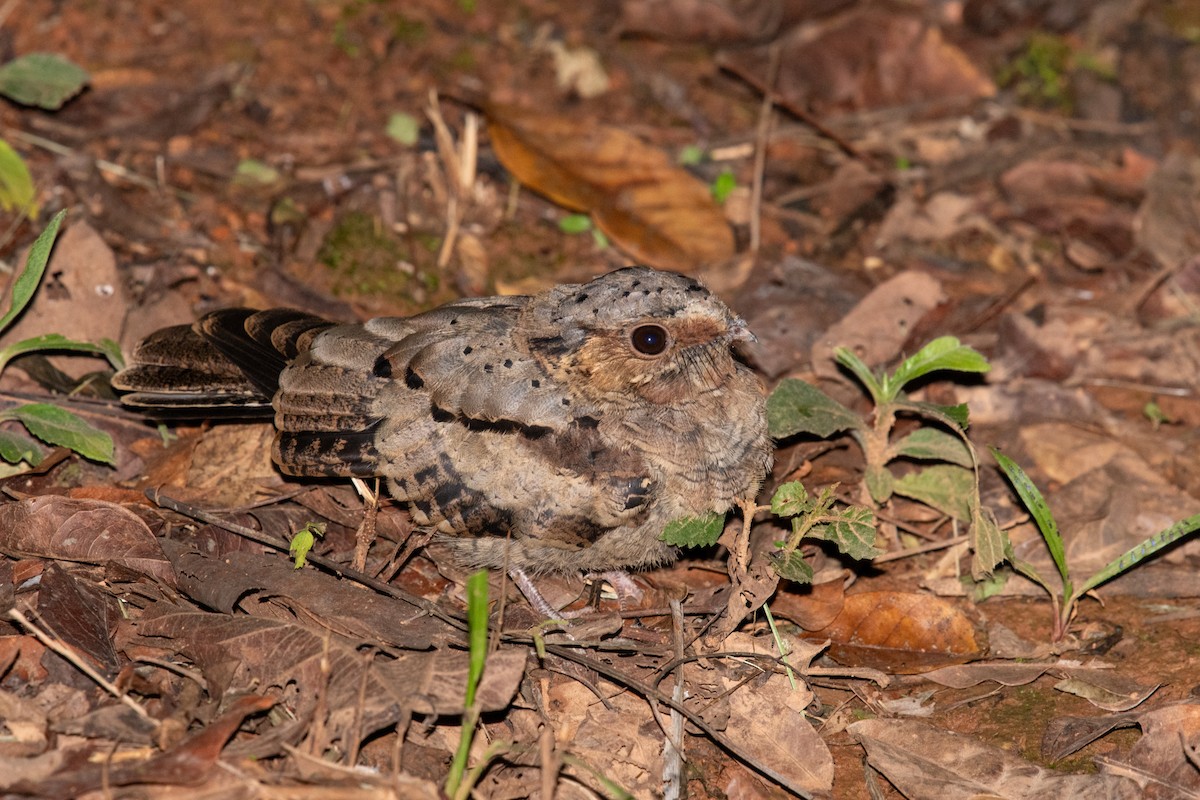 pauraquenattravn - ML646441285