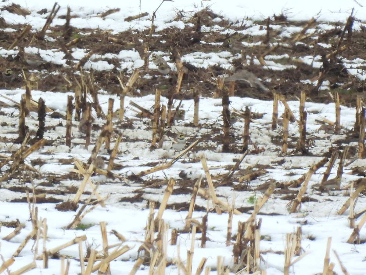 Horned Lark - ML646441286