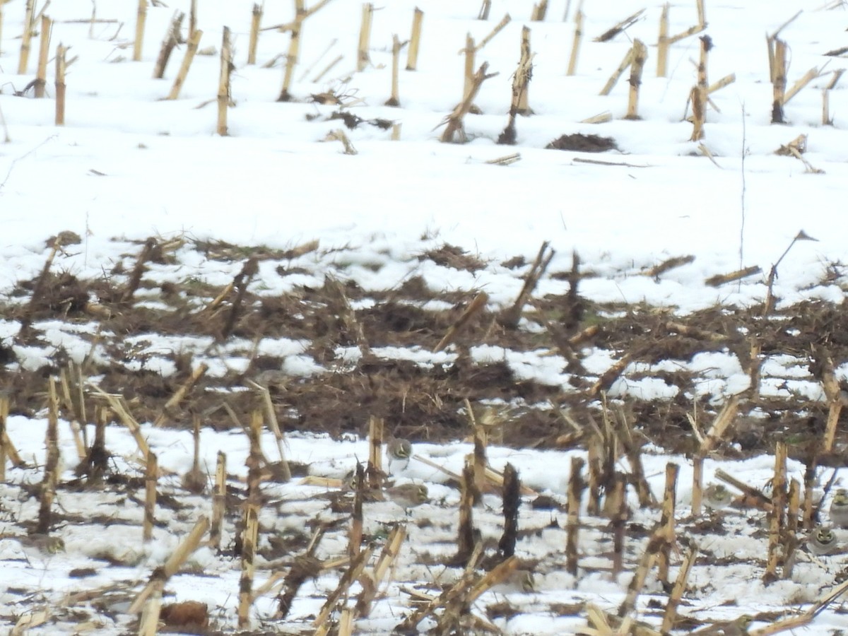 Horned Lark - ML646441287