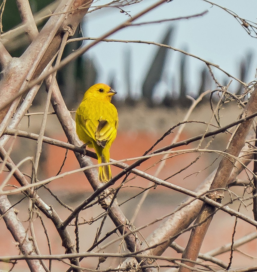 Saffron Finch - ML646441289