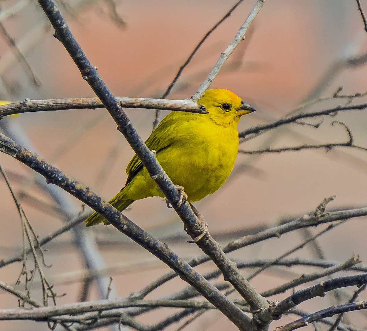 Saffron Finch - ML646441290