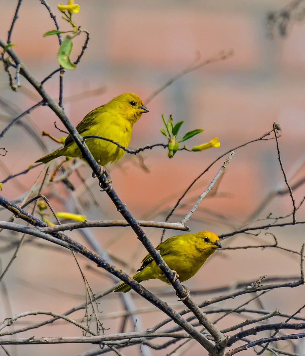 Saffron Finch - ML646441291