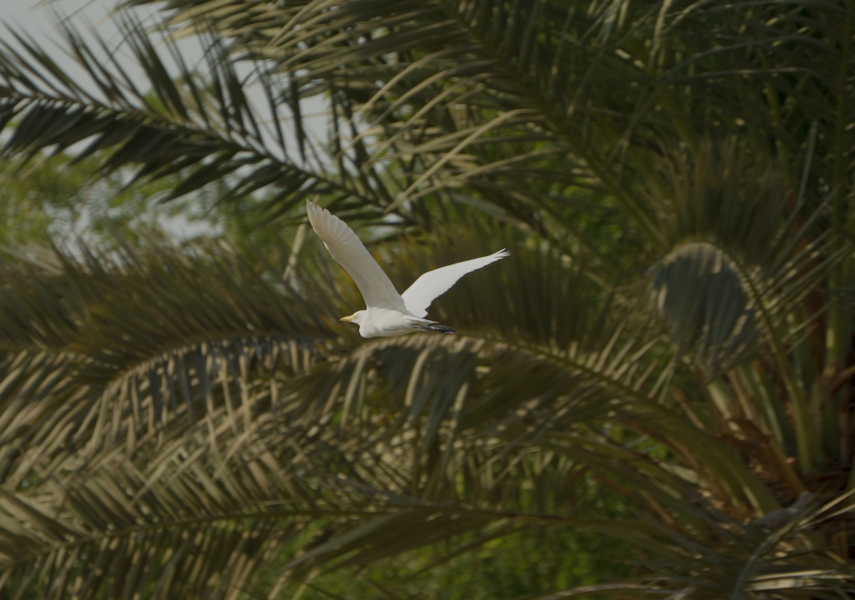 Great/Medium Egret - ML646441294