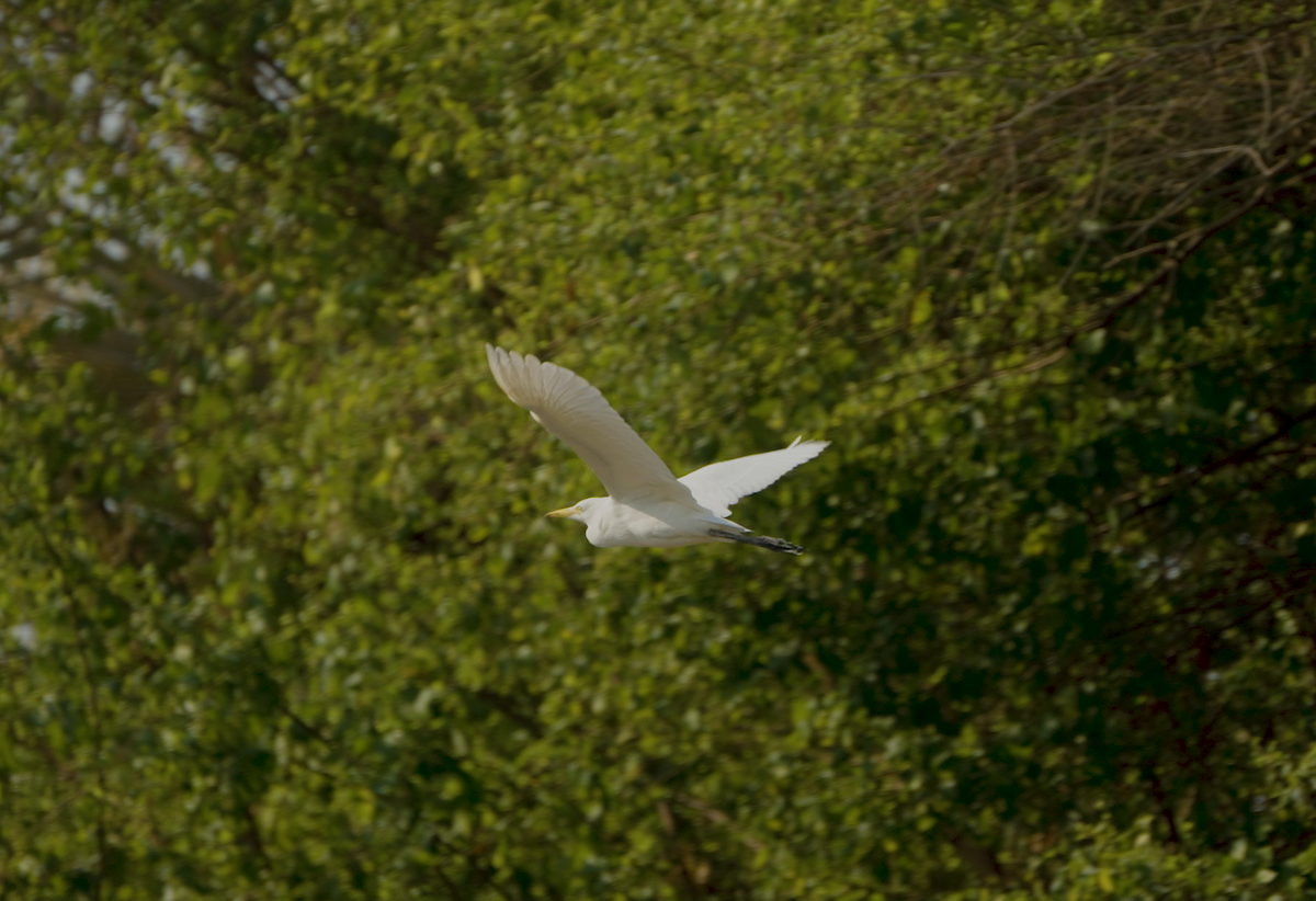 Great/Medium Egret - ML646441295