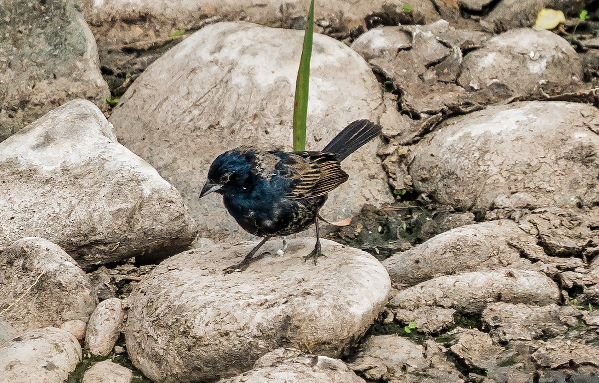 Blue-black Grassquit - ML646441297