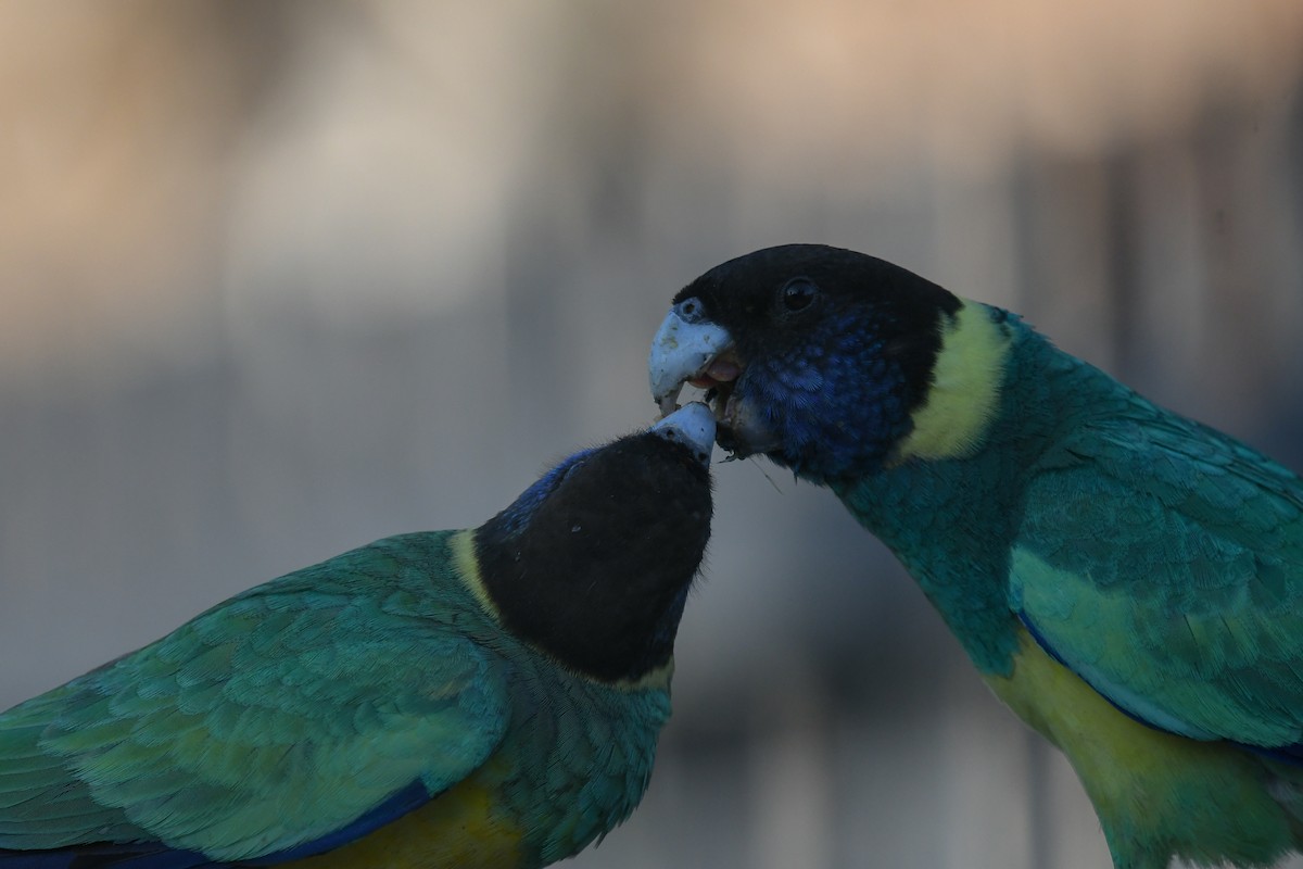 Australian Ringneck (Port Lincoln) - ML646441298