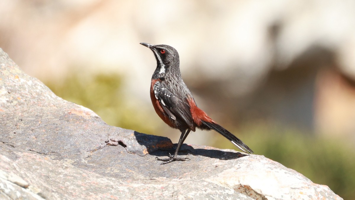 Kap Kayazıpları - ML646441299