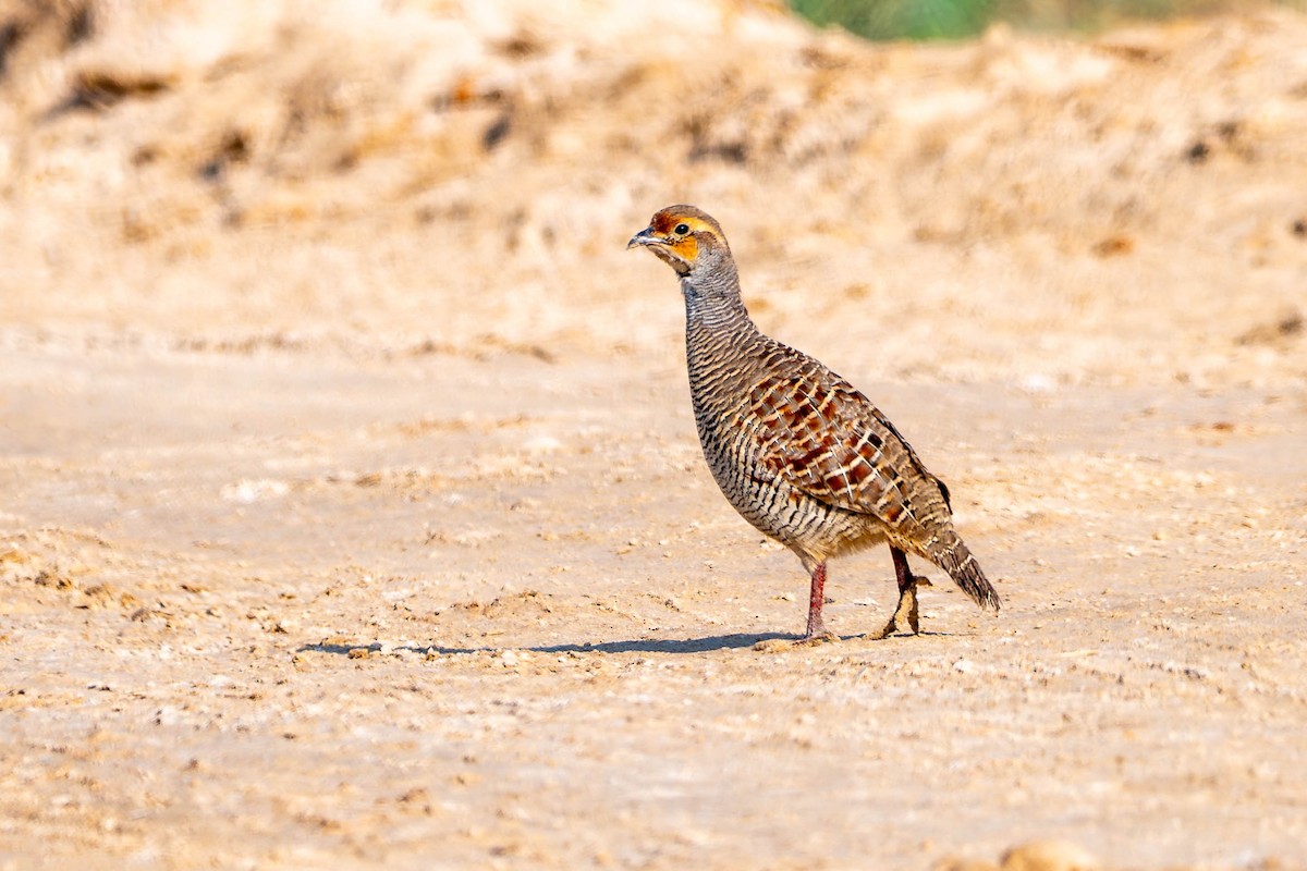 Gray Francolin - ML646441300