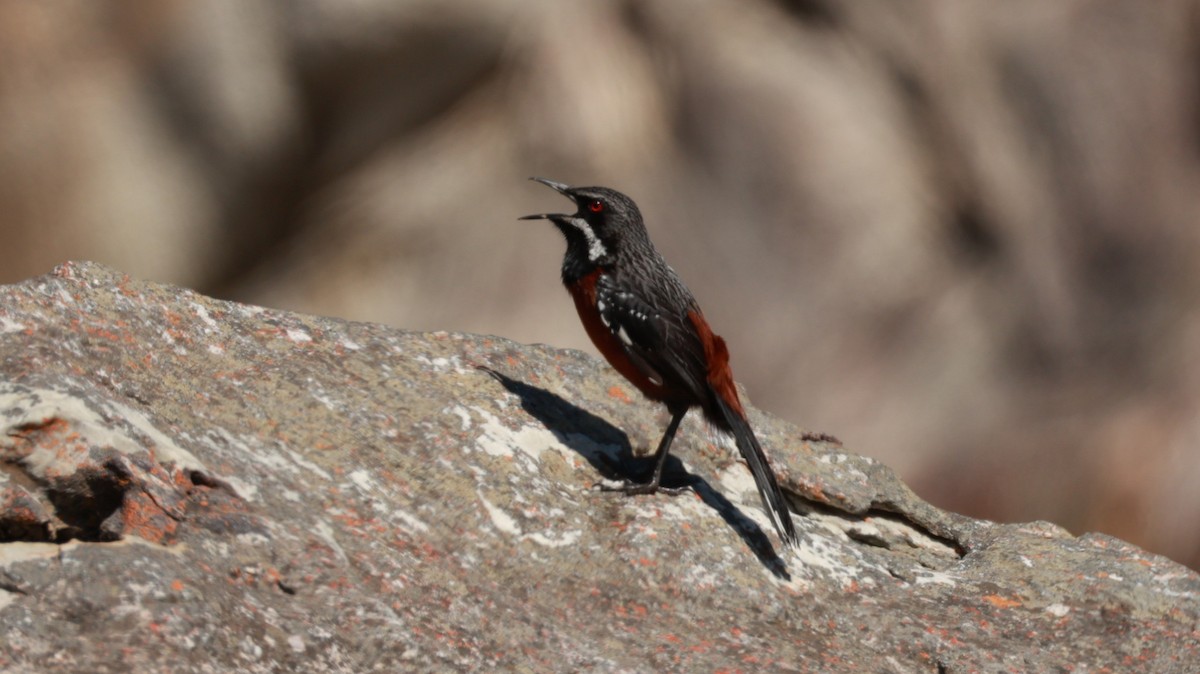 Kap Kayazıpları - ML646441304