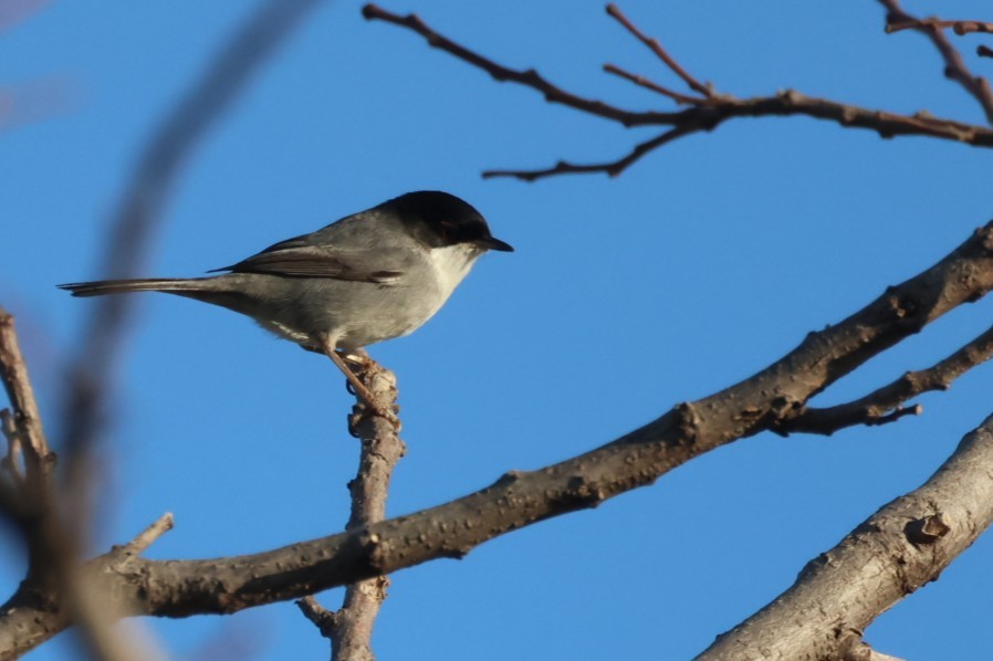 Sardinian Warbler - ML646441308