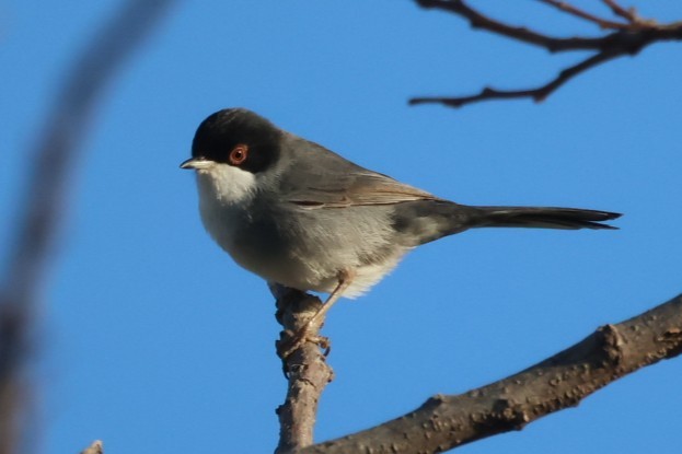 Sardinian Warbler - ML646441309