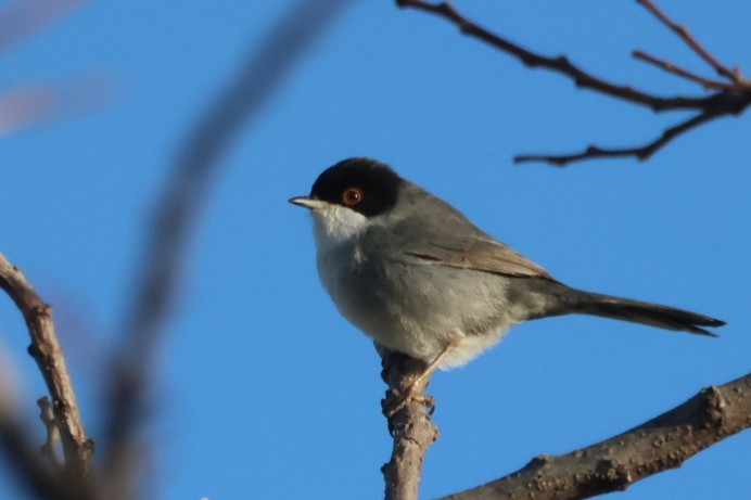 Sardinian Warbler - ML646441310