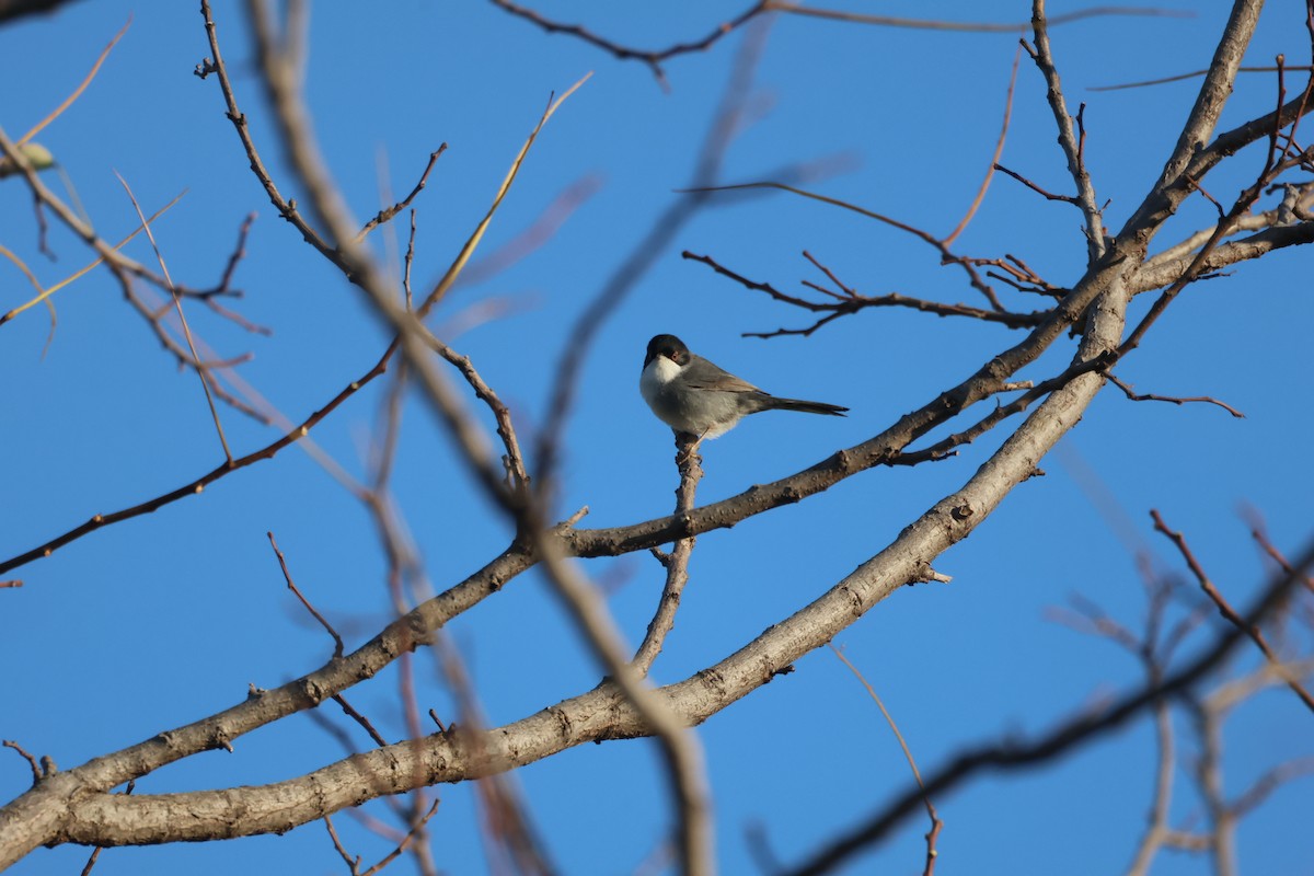 Sardinian Warbler - ML646441311