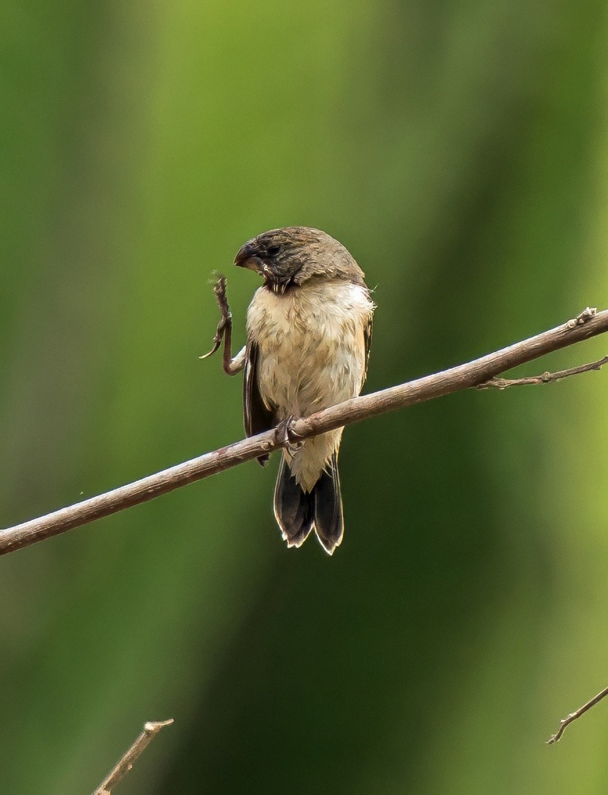 Chestnut-throated Seedeater - ML646441316