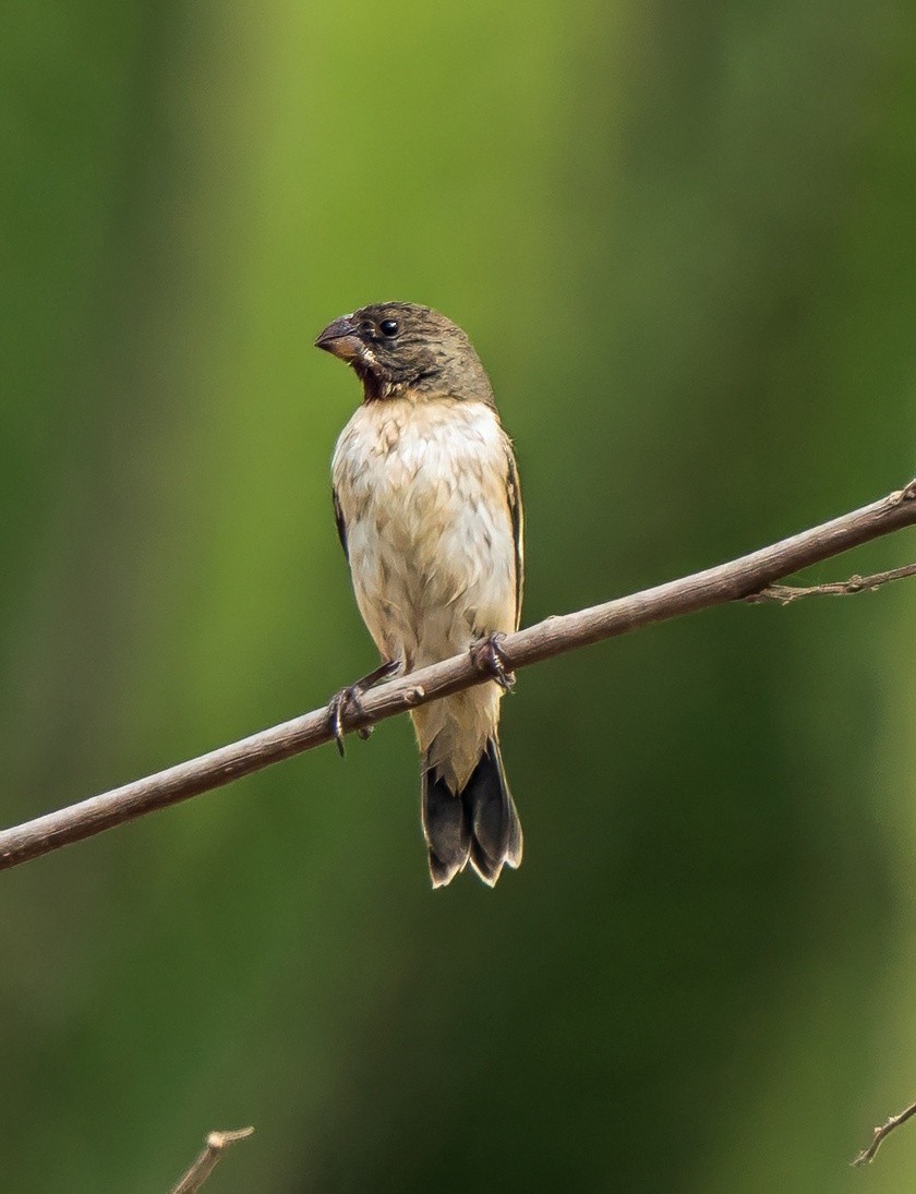 Chestnut-throated Seedeater - ML646441317
