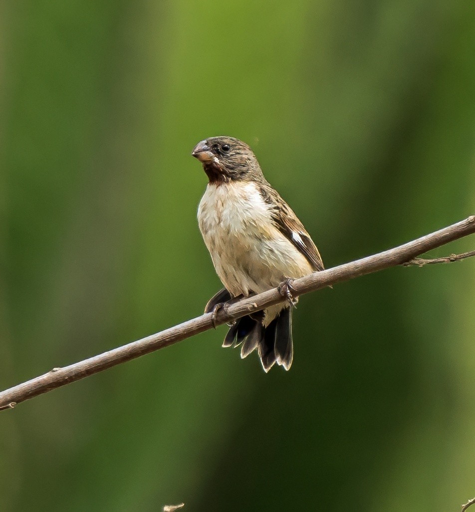 Chestnut-throated Seedeater - ML646441318