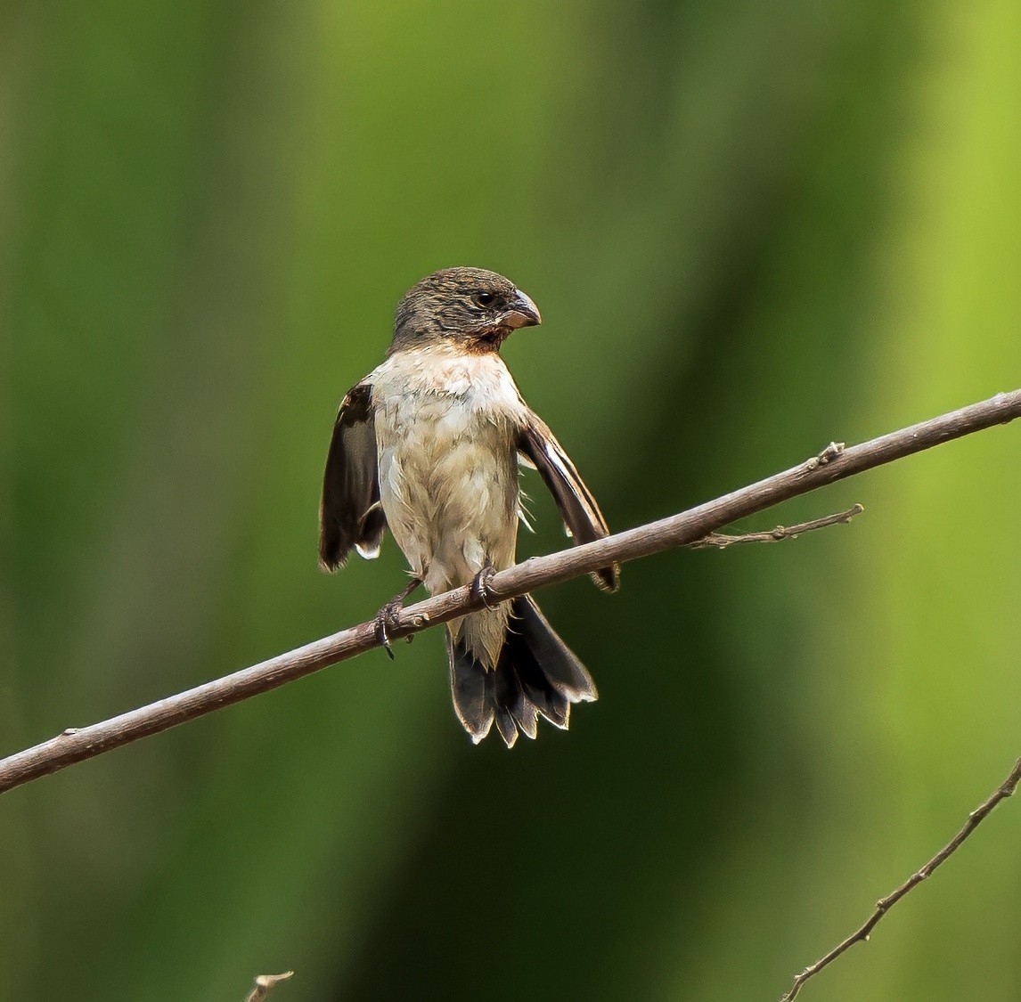 Chestnut-throated Seedeater - ML646441319