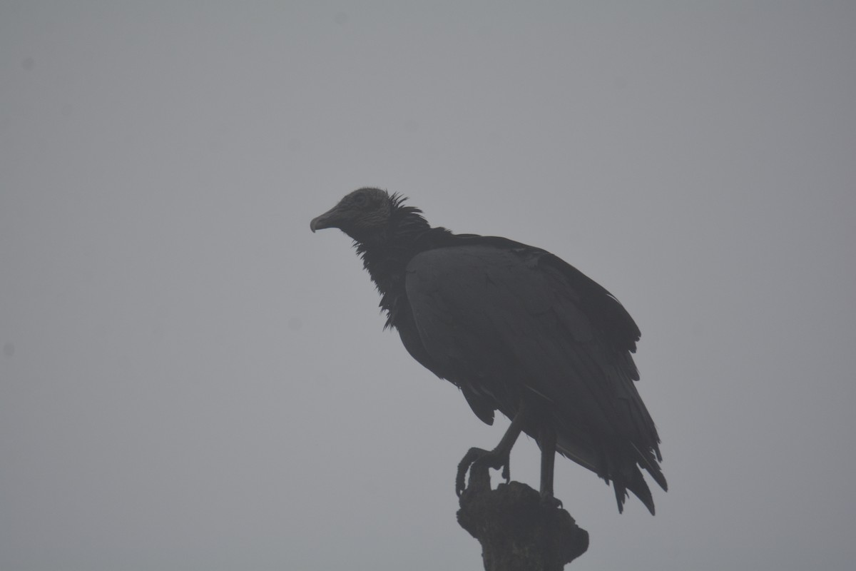 Black Vulture - ML646441321