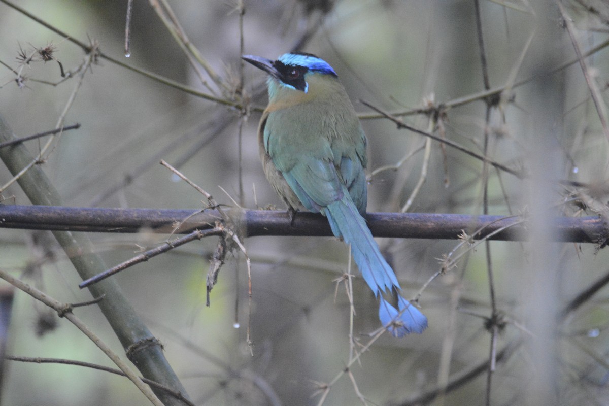Lesson's Motmot - ML646441325