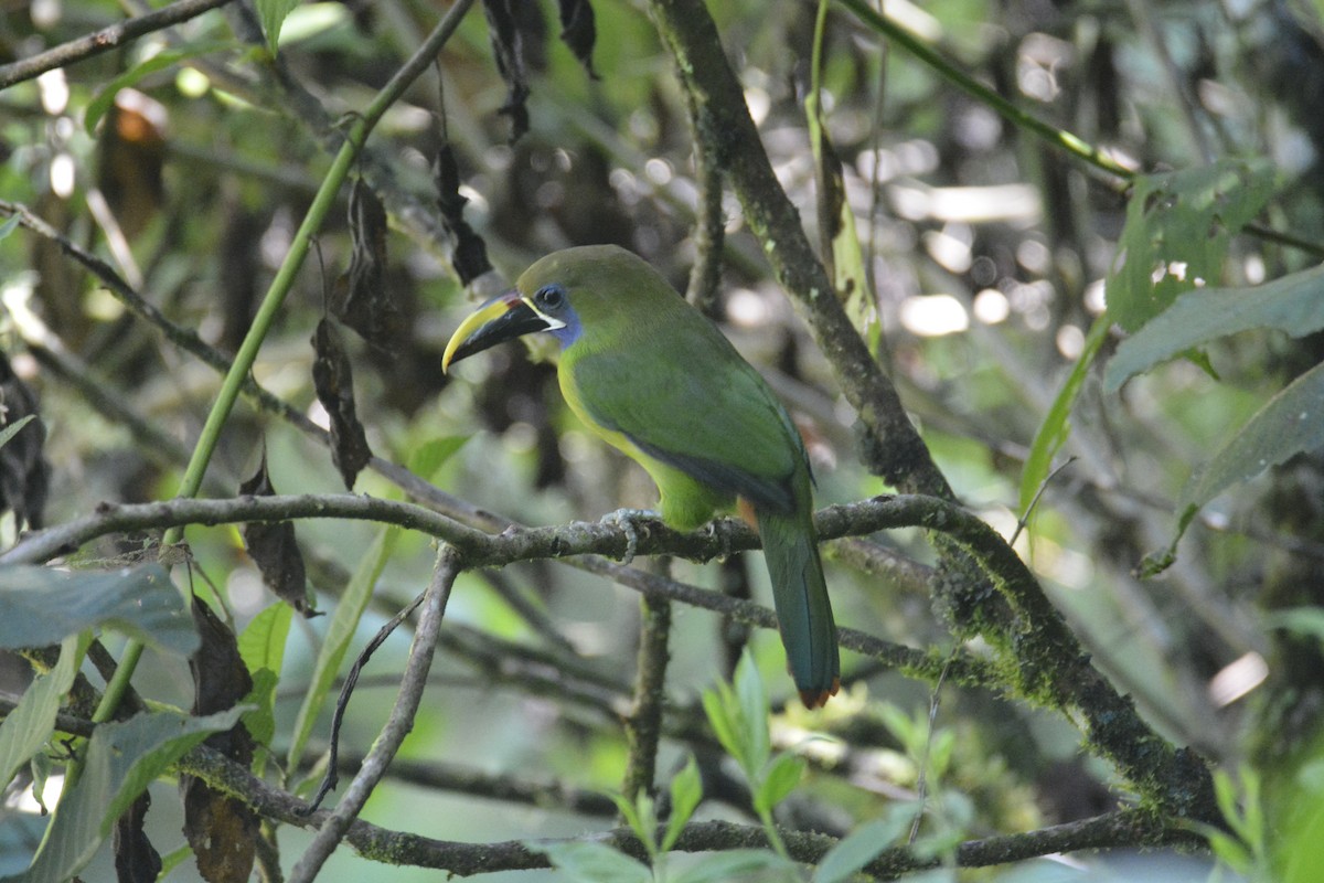 Northern Emerald-Toucanet - ML646441326