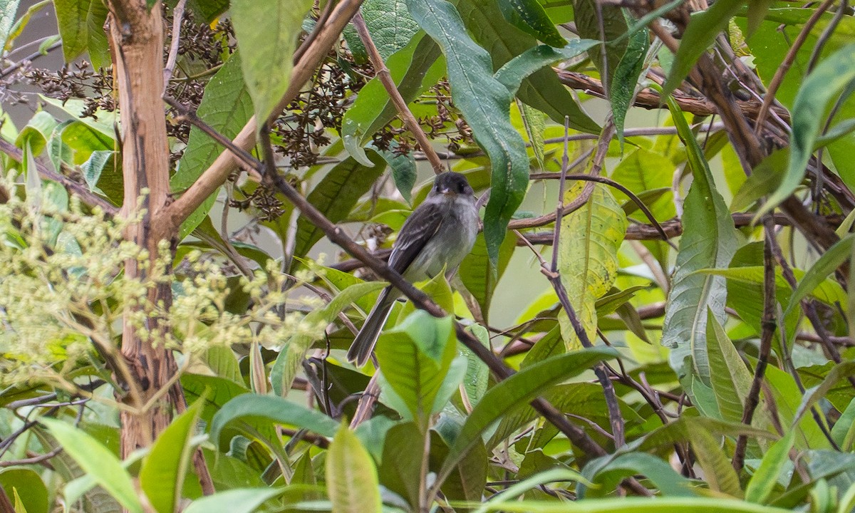 Tumbes Pewee - ML646441330