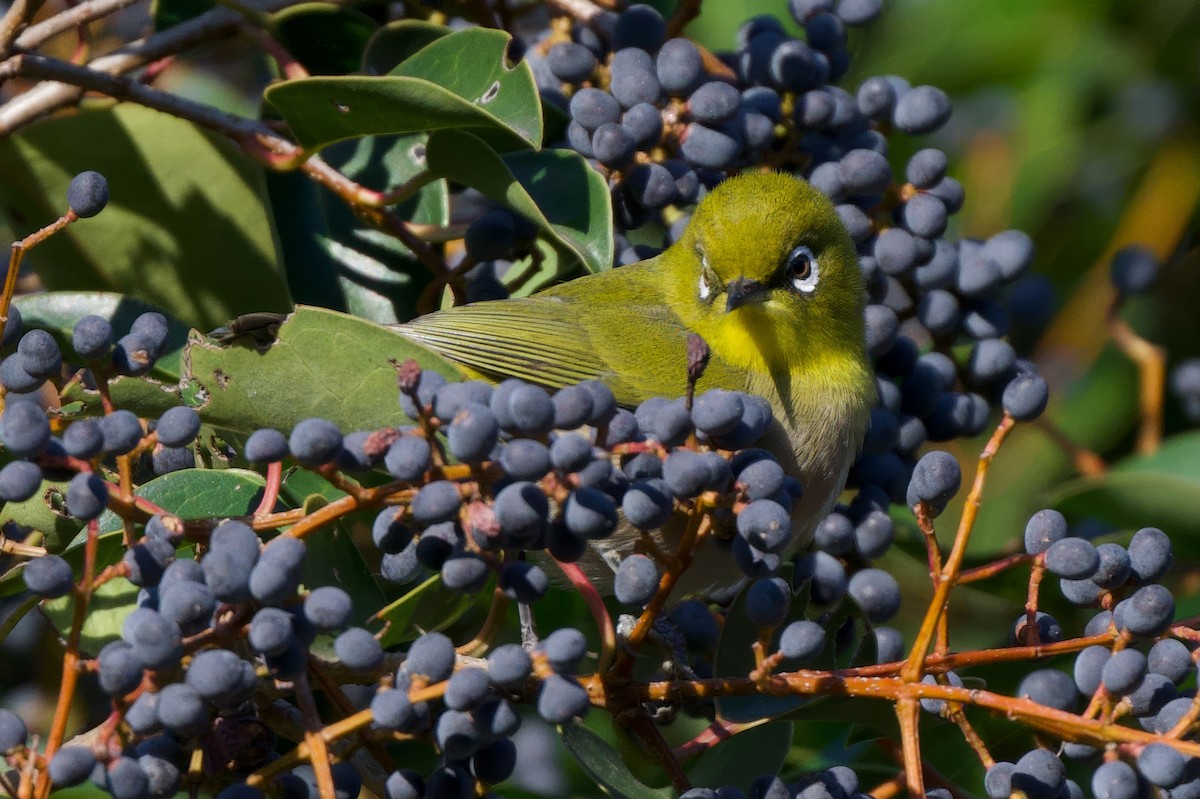 Warbling White-eye - ML646441334
