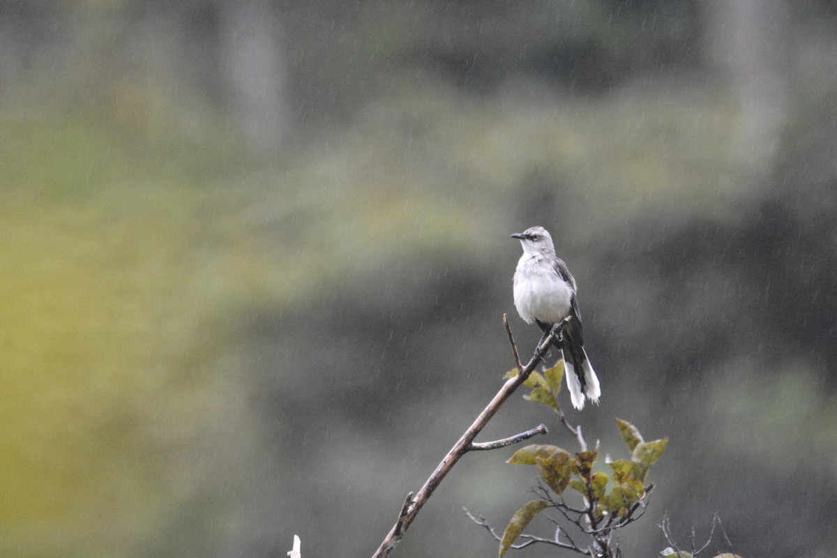 Moqueur des savanes - ML646441335