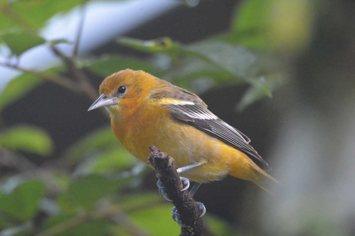 ボルチモアムクドリモドキ - ML646441337