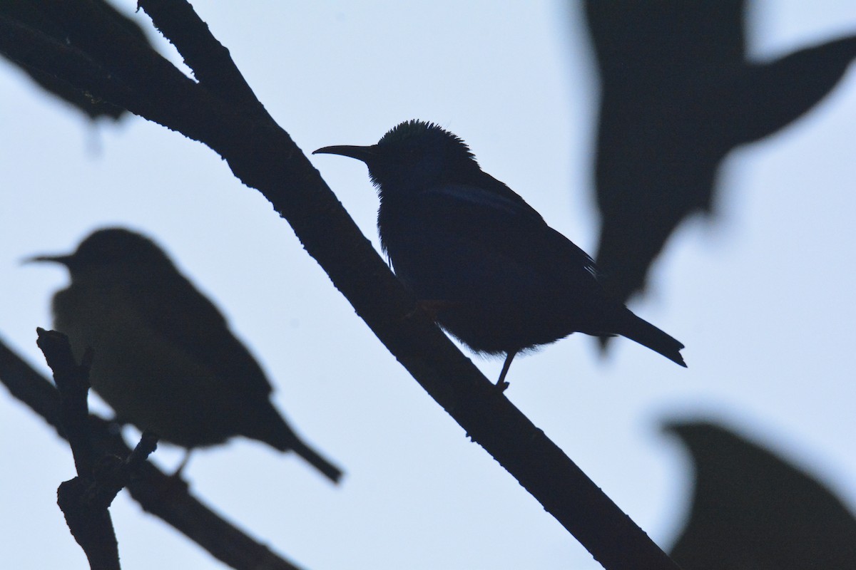 Red-legged Honeycreeper - ML646441343