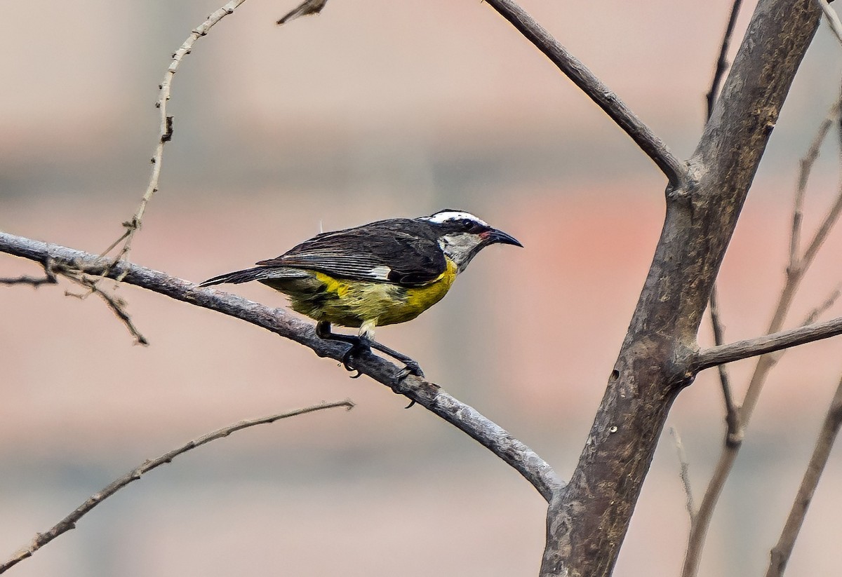Bananaquit - ML646441348