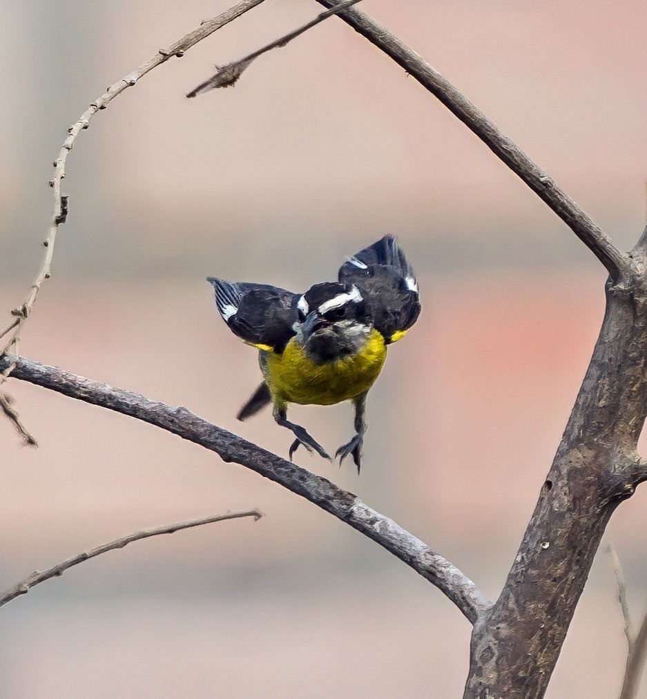 Bananaquit - ML646441349
