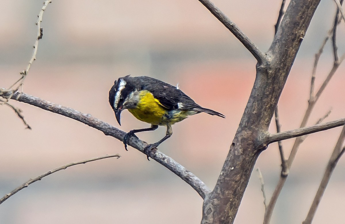 Bananaquit - ML646441350