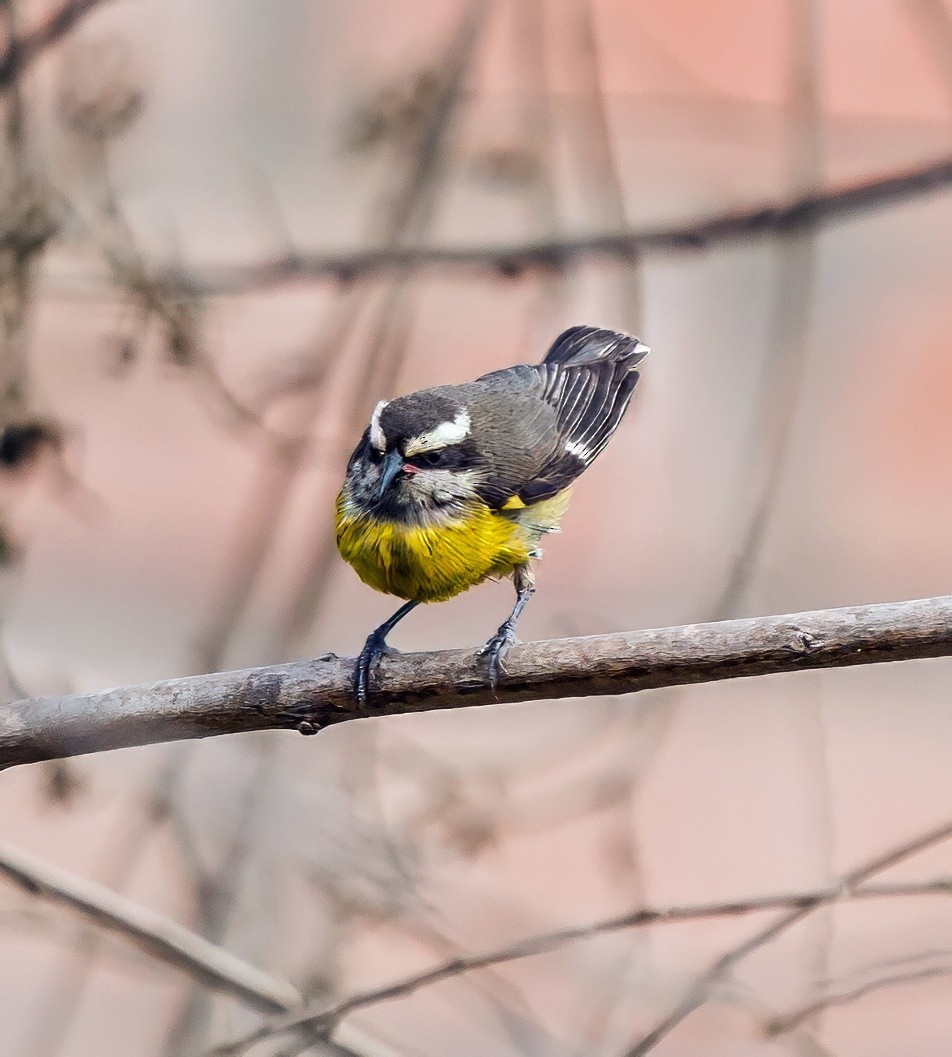 Bananaquit - ML646441351