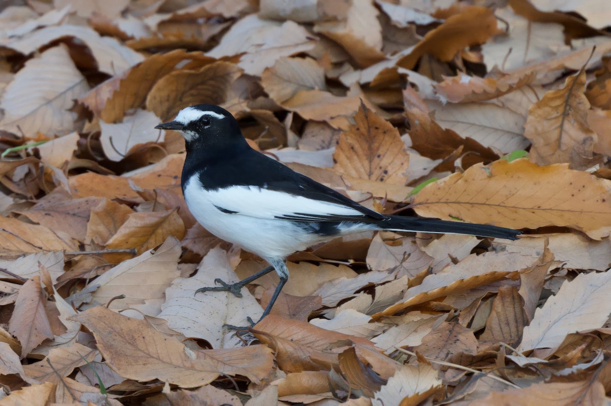 Japanese Wagtail - ML646441352