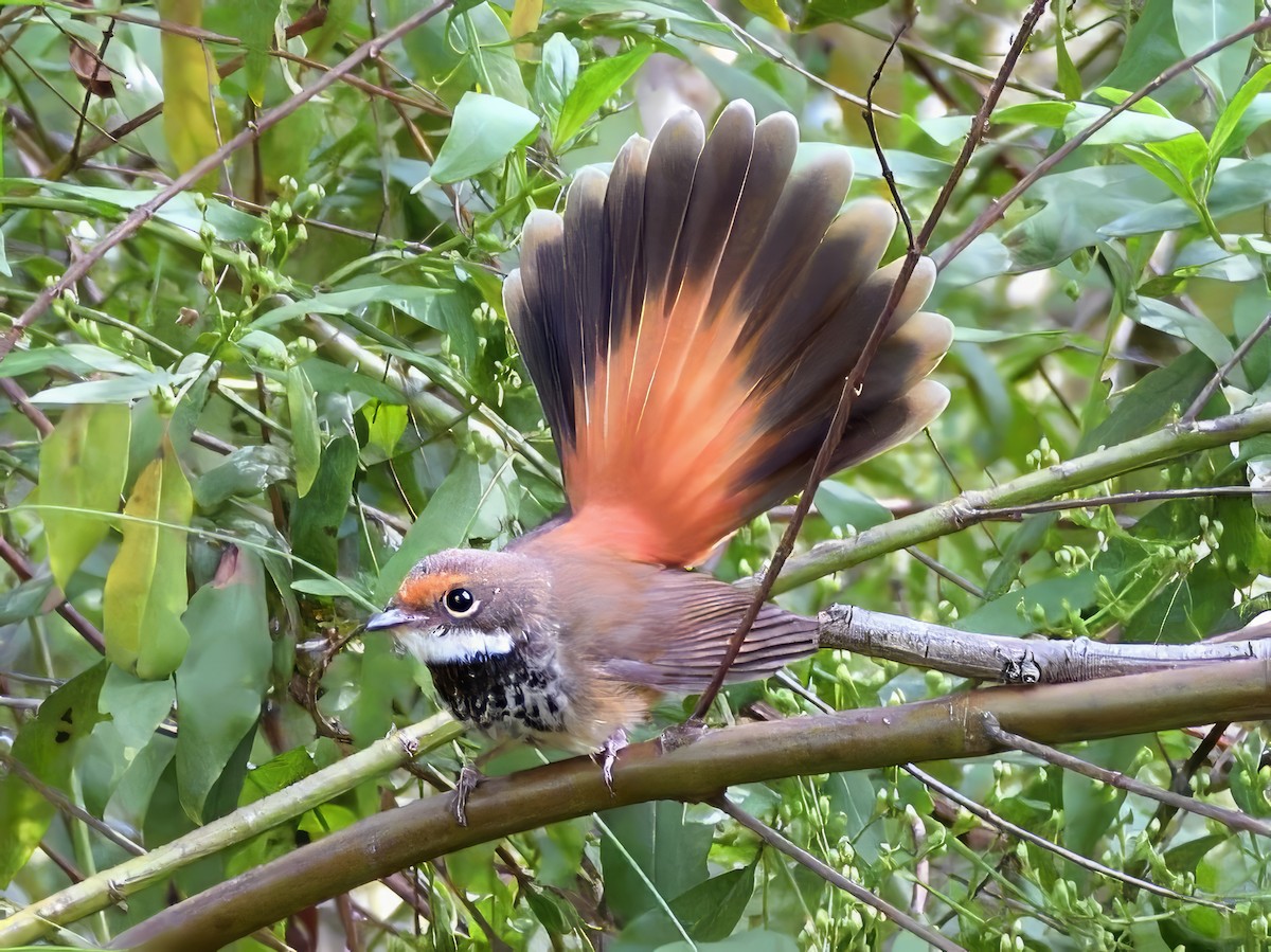 Australian Rufous Fantail - ML646441353