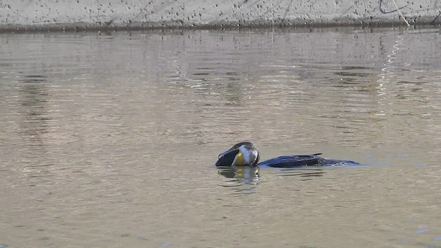 Great Cormorant - ML646441357