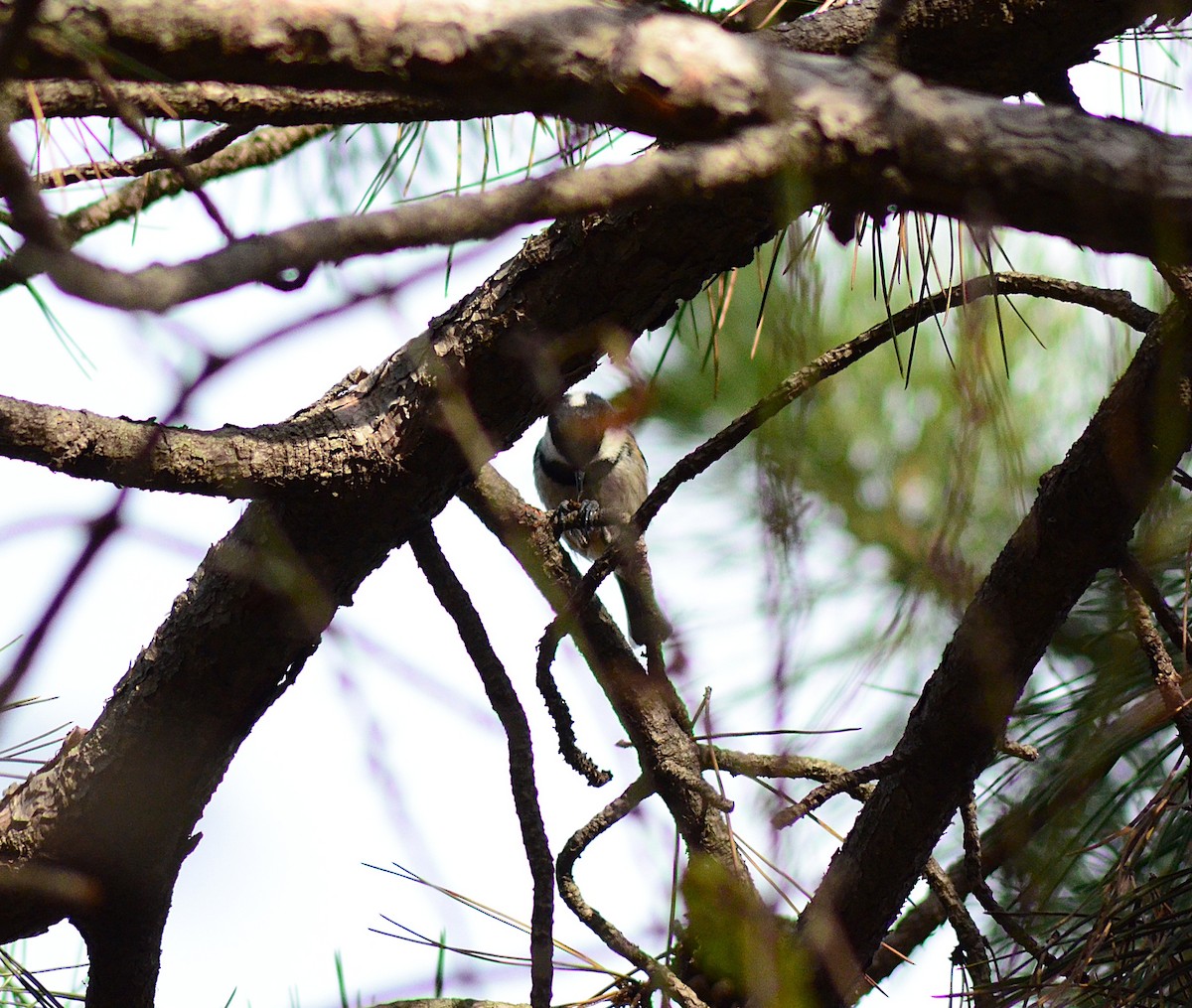 sýkora uhelníček - ML646441368