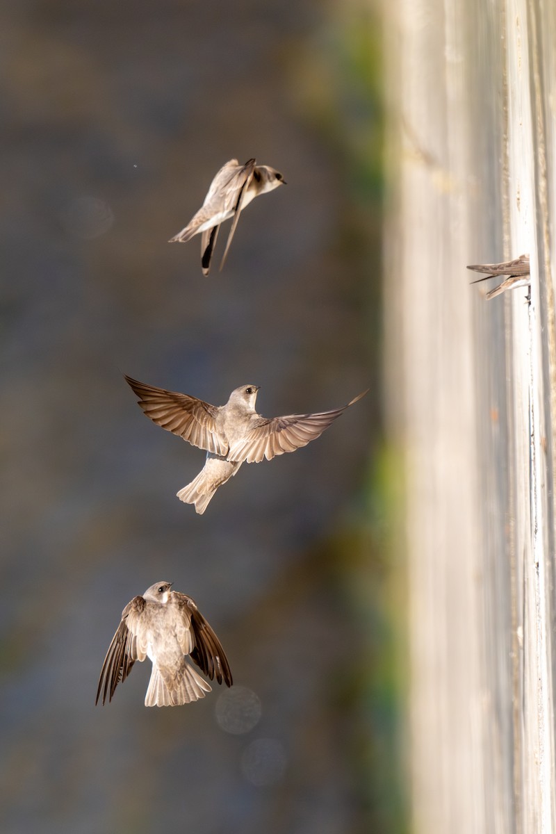 břehule bledá - ML646441369