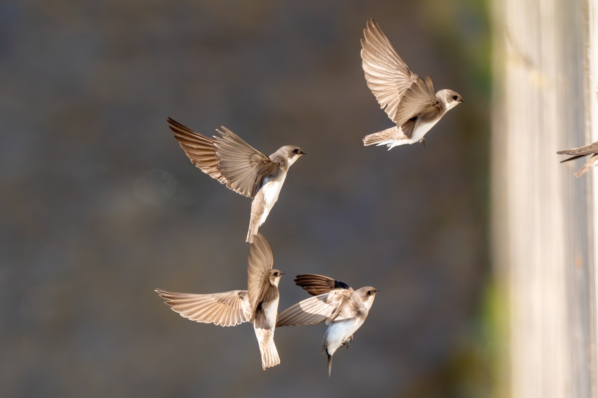 břehule bledá - ML646441370