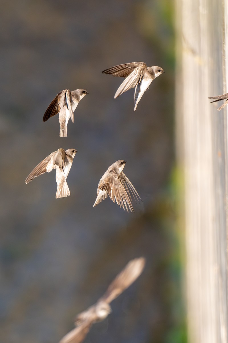 břehule bledá - ML646441371